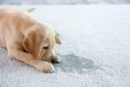 Benefits of Hiring a Pet Stain Removal Services in New Jersey