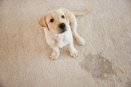 Eliminate Pet Urine Forever - PowerPro Carpet and Rug Cleaning Service